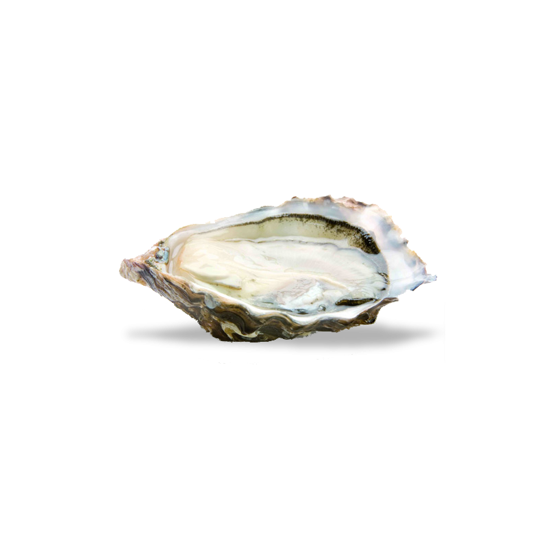 Huîtres Spéciales N° 2 Huîtres Grolleau-Lis