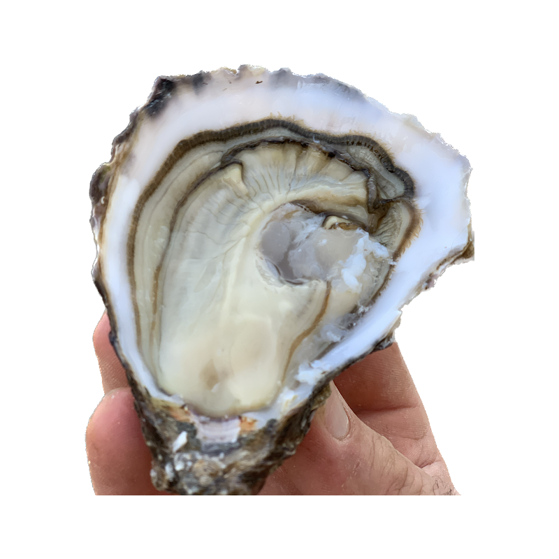 Huîtres Lis N° 3 Huîtres Grolleau-Lis